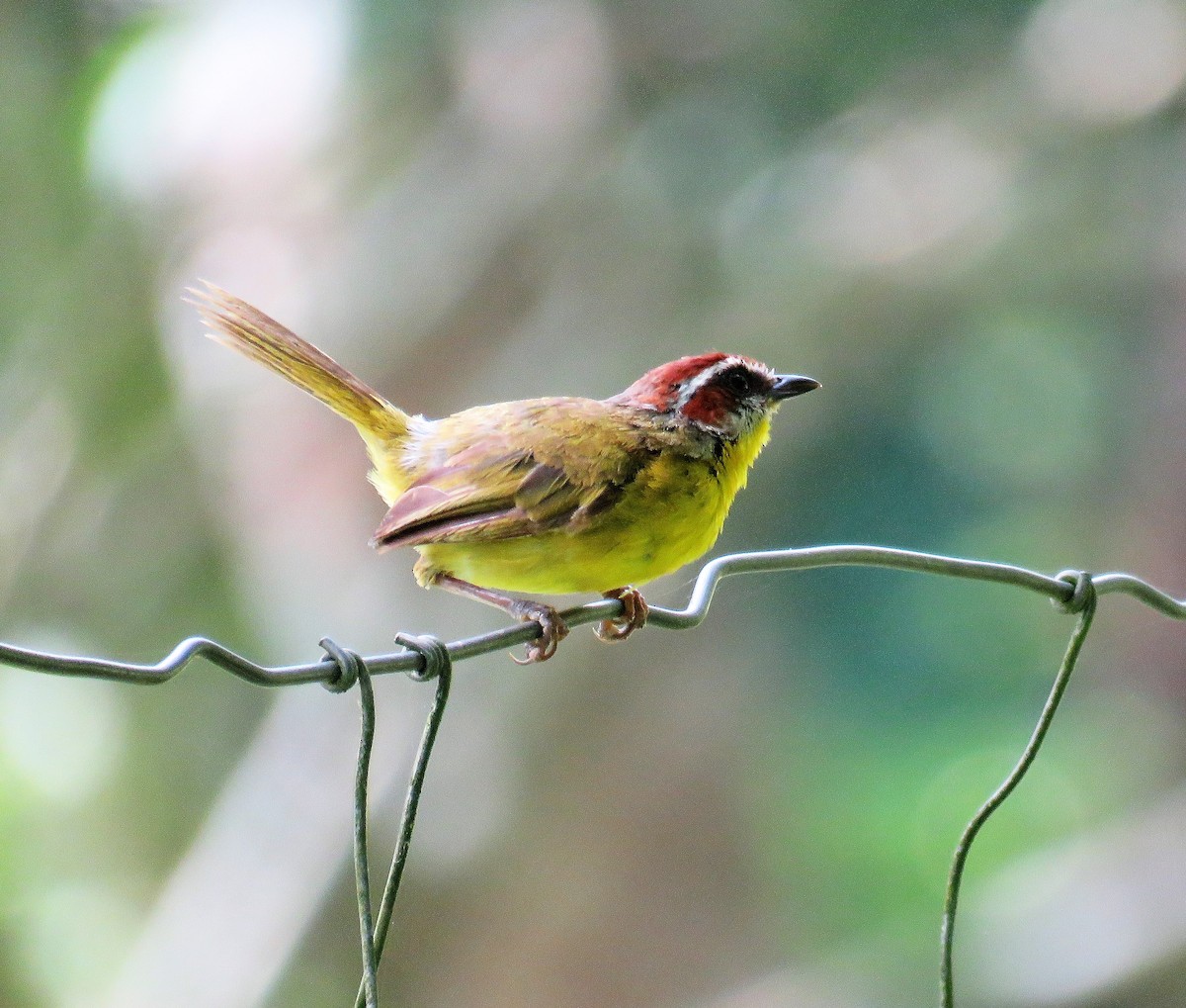 Rufous-capped Warbler - ML109975441