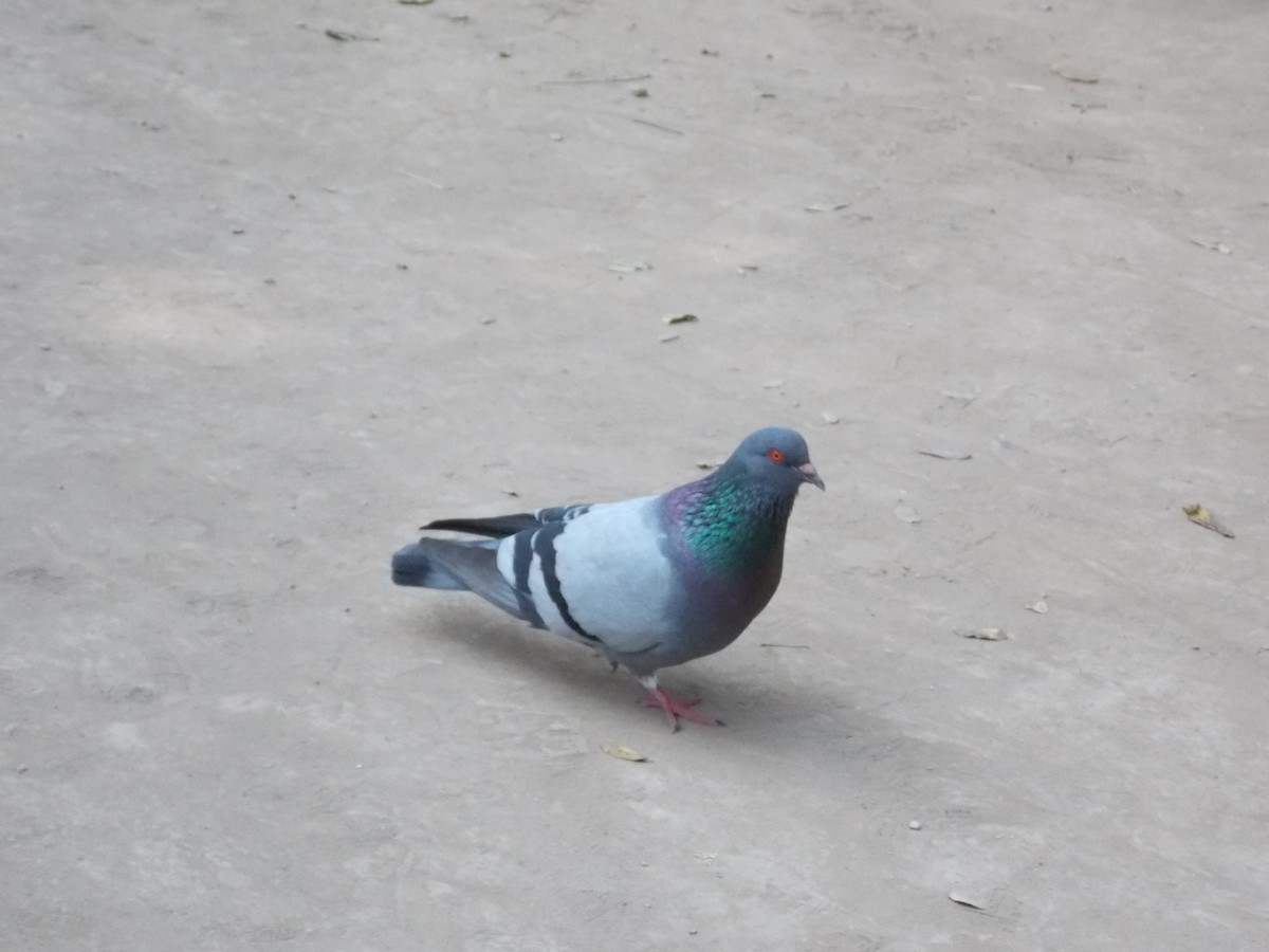 Rock Pigeon (Feral Pigeon) - santos yongilber carrillo mena