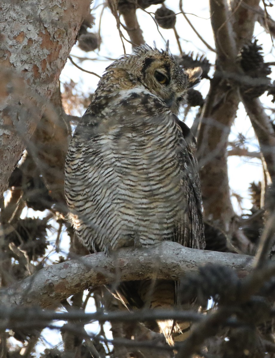 Great Horned Owl - Mike "mlovest" Miller