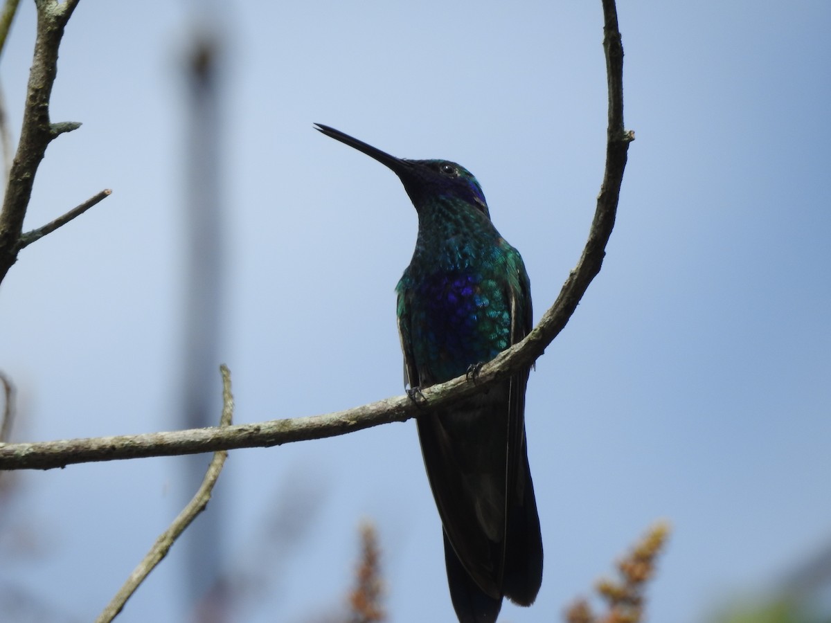 kolibřík modrolící - ML109981051