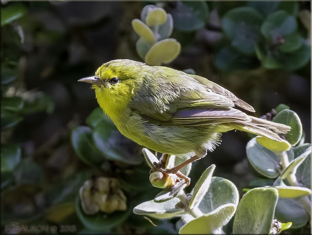 Maui Alauahio - eBird