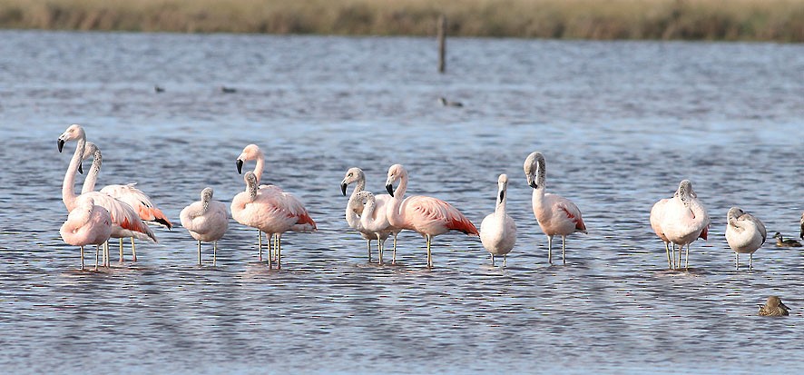 Chilean Flamingo - Martin Manassero