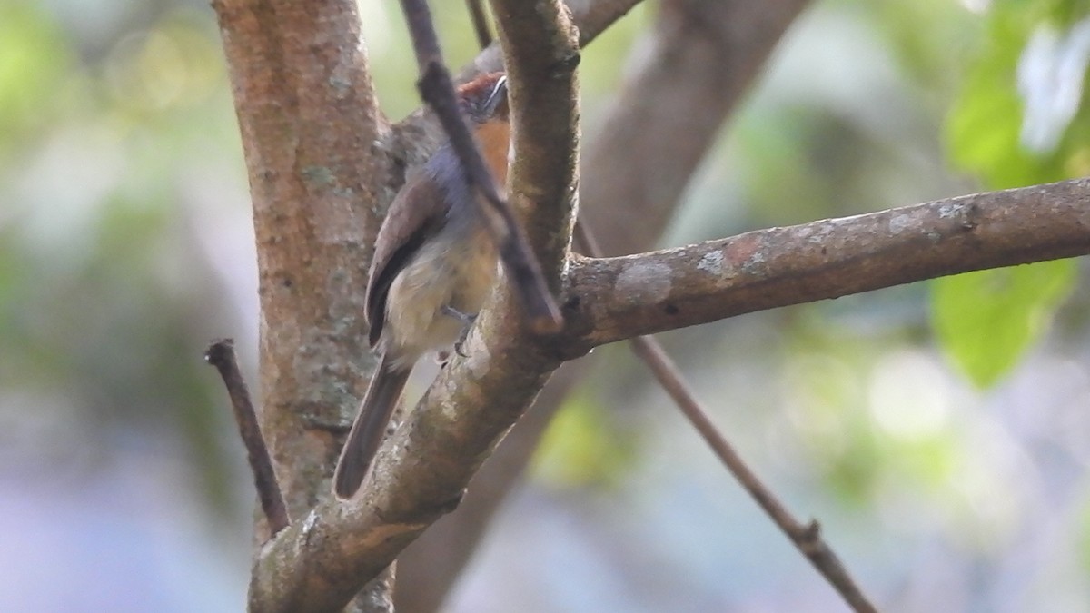 Rufous-capped Nunlet - Gonzalo Cano Sanz (MUSA)