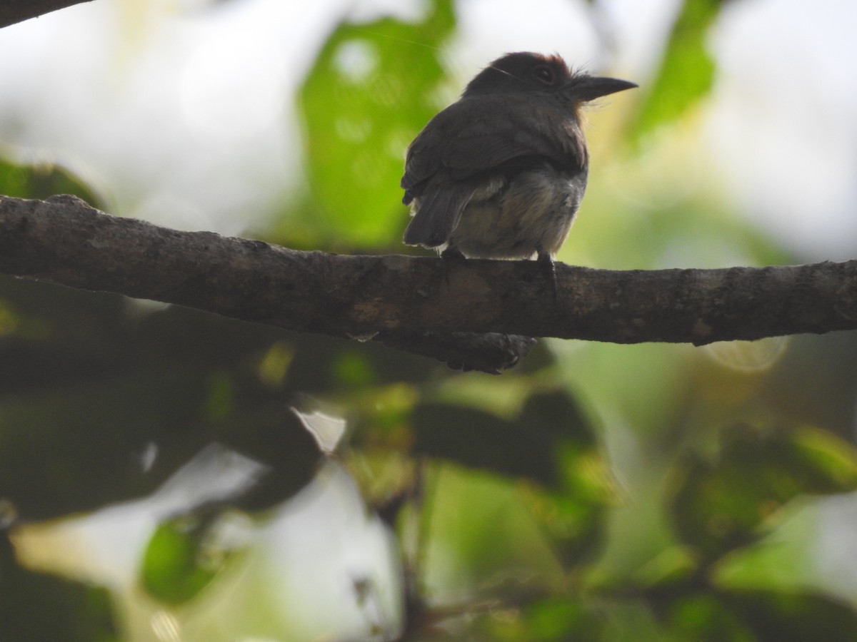 Rufous-capped Nunlet - ML109981711