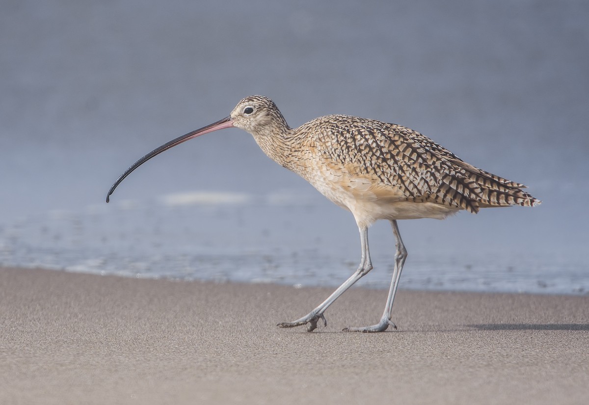 Long-billed Curlew - ML109982751