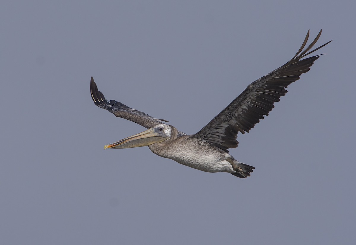 Brown Pelican - Jerry Ting