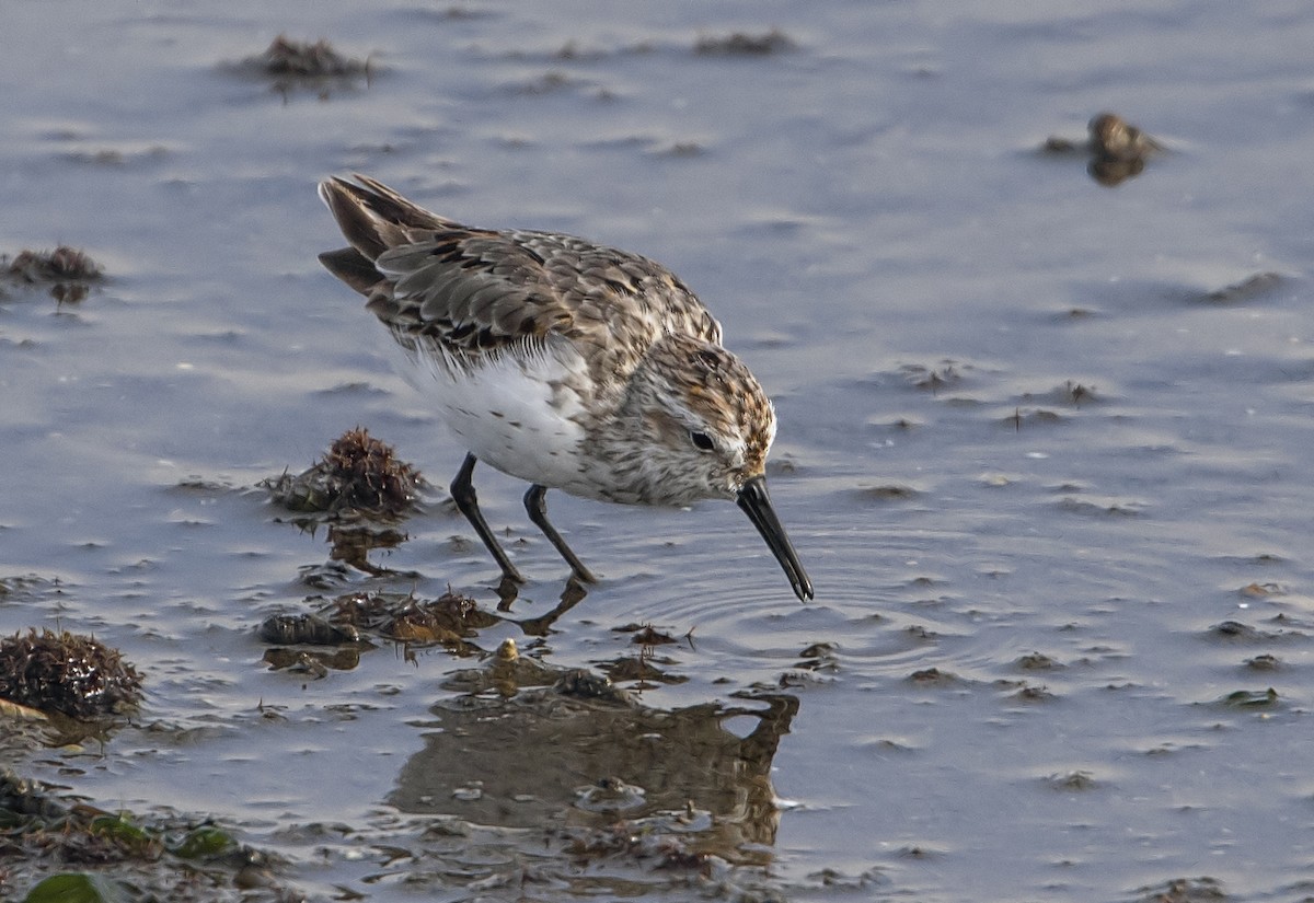 Western Sandpiper - Jerry Ting