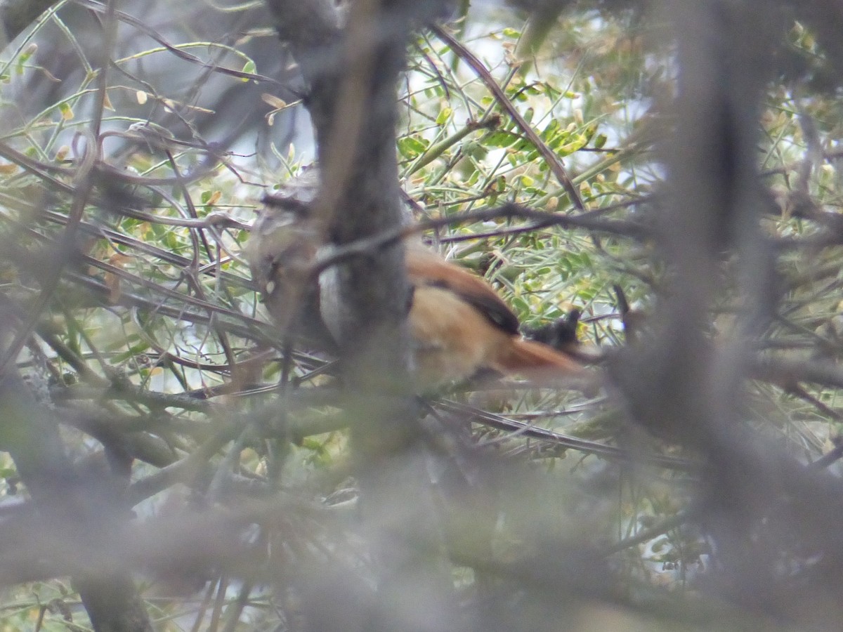 Necklaced Spinetail - ML109985611