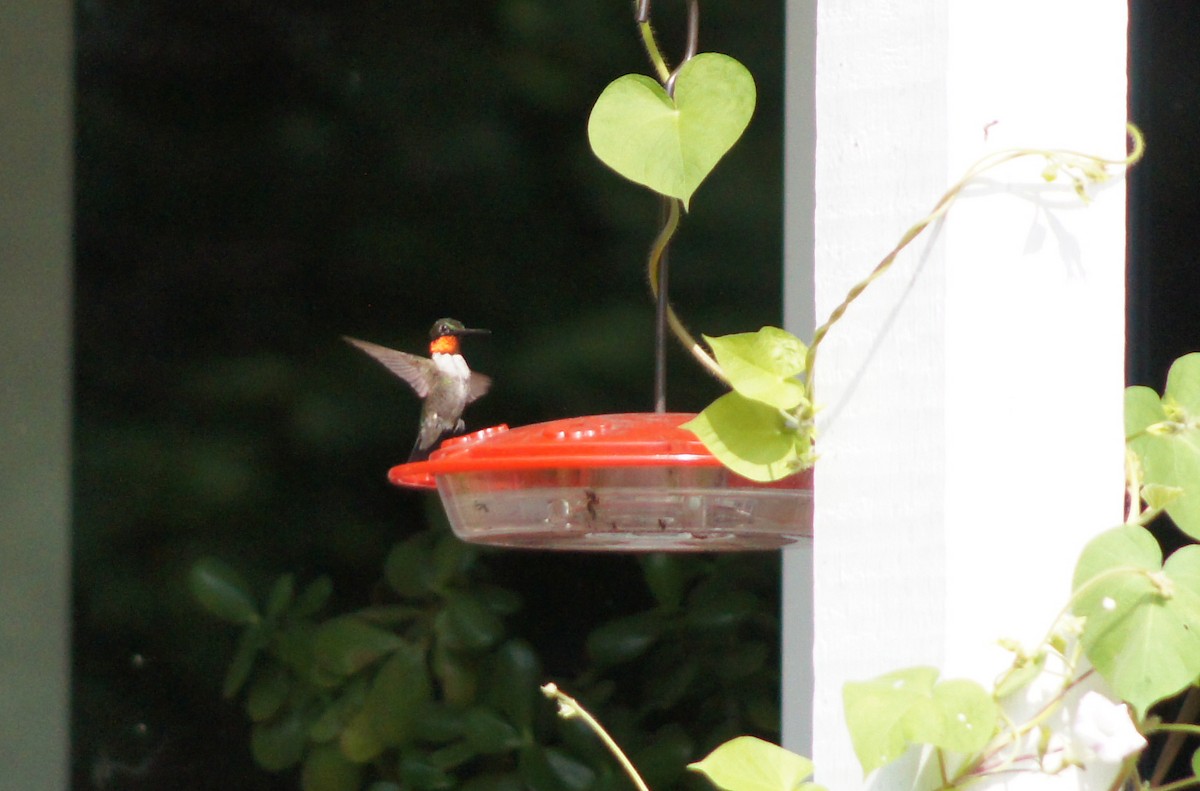 Ruby-throated Hummingbird - ML109986691
