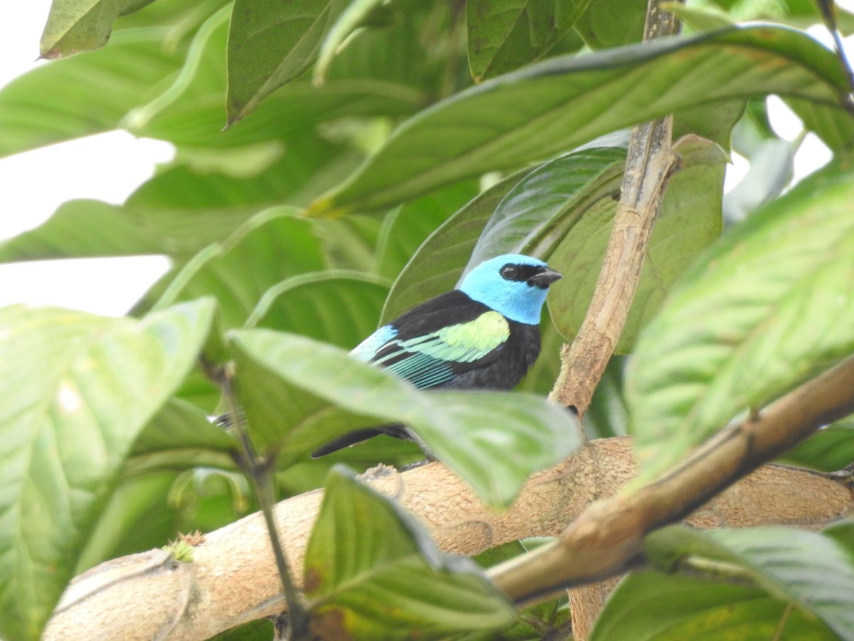 Blue-necked Tanager - Gonzalo Cano Sanz (MUSA)