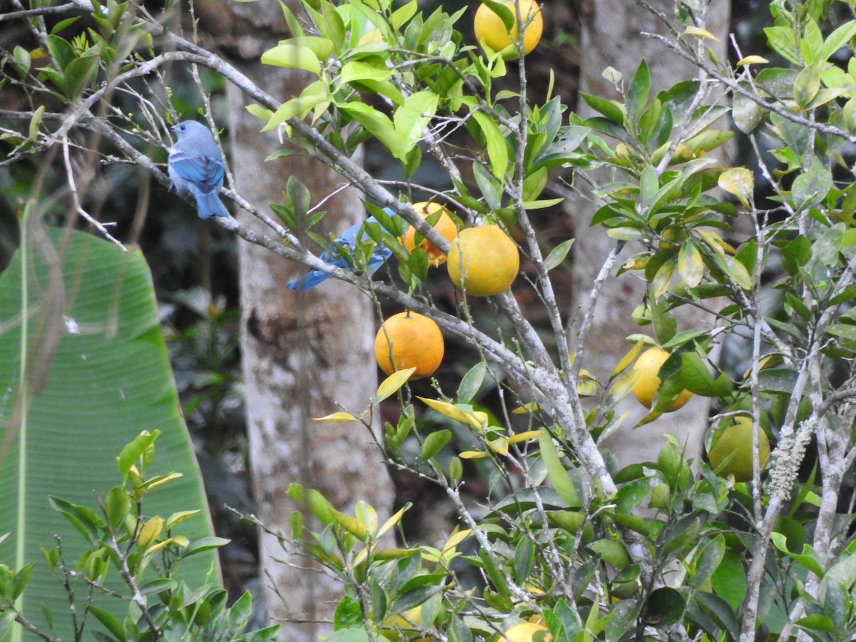 Blue-gray Tanager - ML109988241