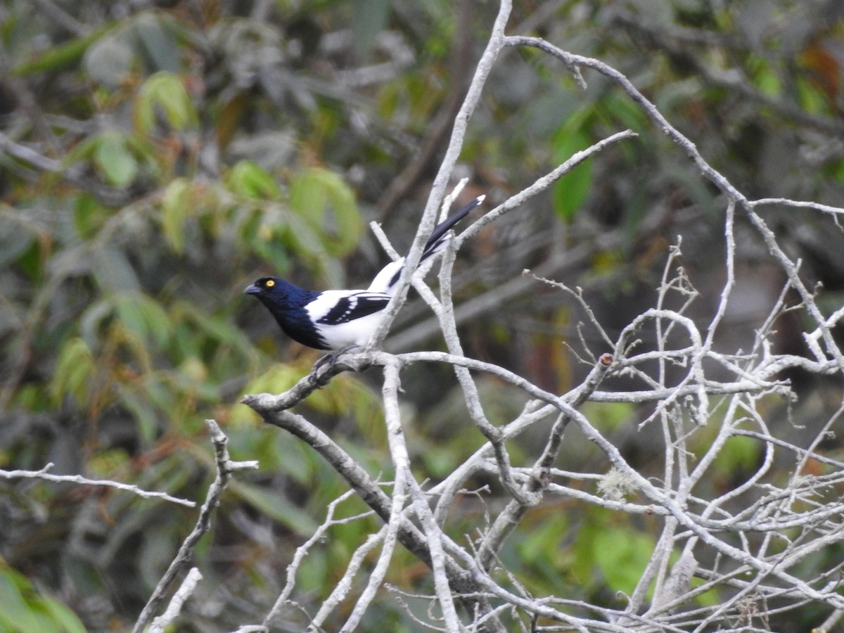 Magpie Tanager - ML109988351
