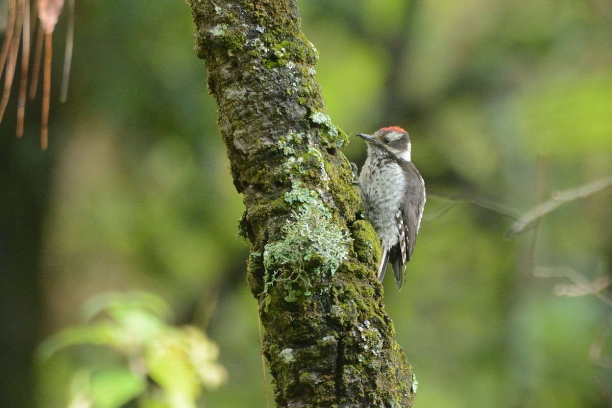 Strickland's Woodpecker - Miguel Aguilar @birdnomad