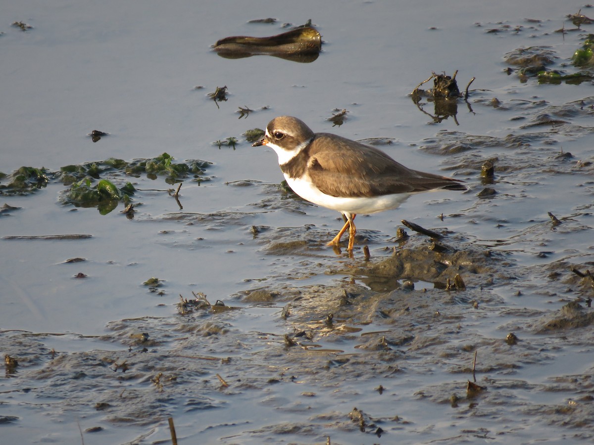 Semipalmated Plover - Sandy Morrissey