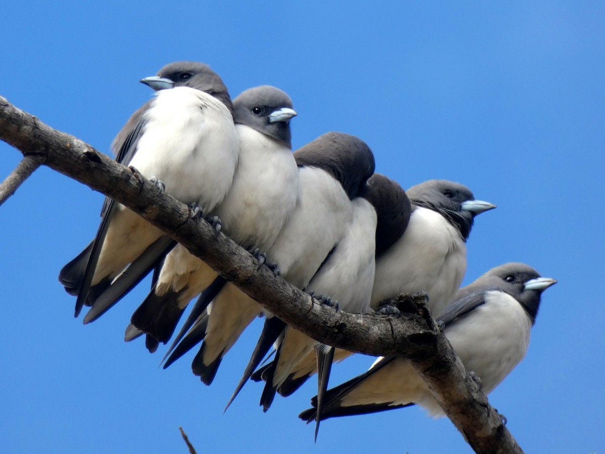 White-breasted Woodswallow - ML109994331