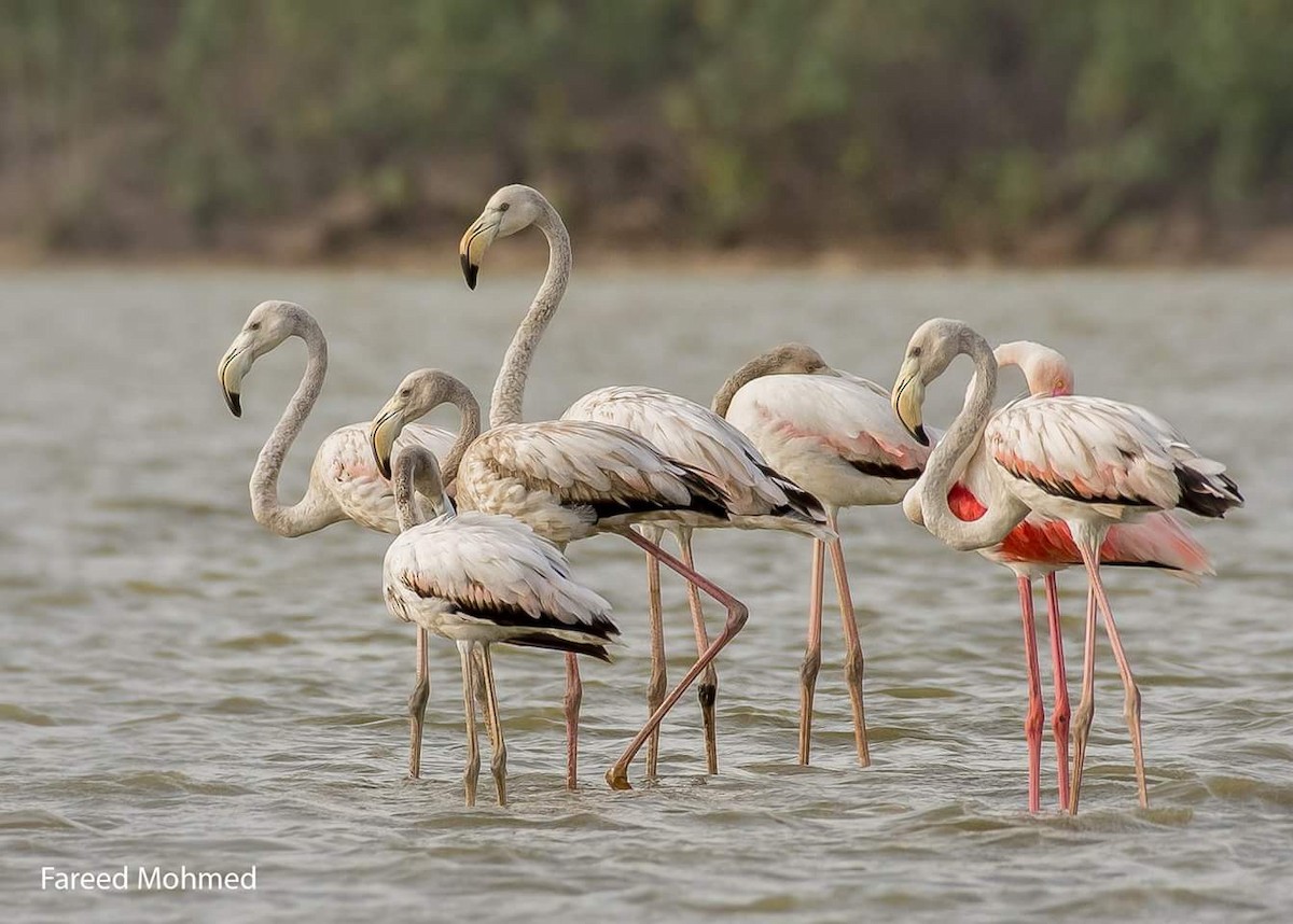 Greater Flamingo - Fareed Mohmed
