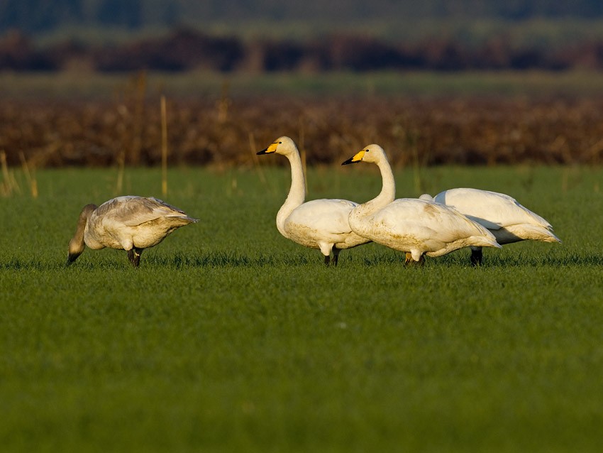 Whooper Swan - rony livne