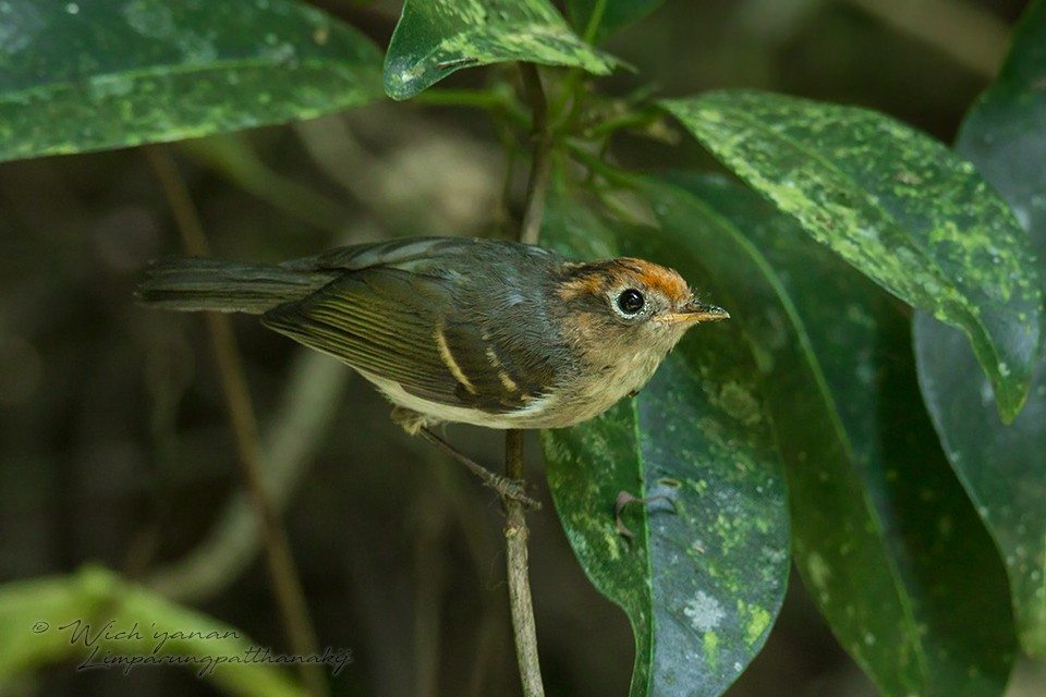 Sunda Warbler - Wich’yanan Limparungpatthanakij