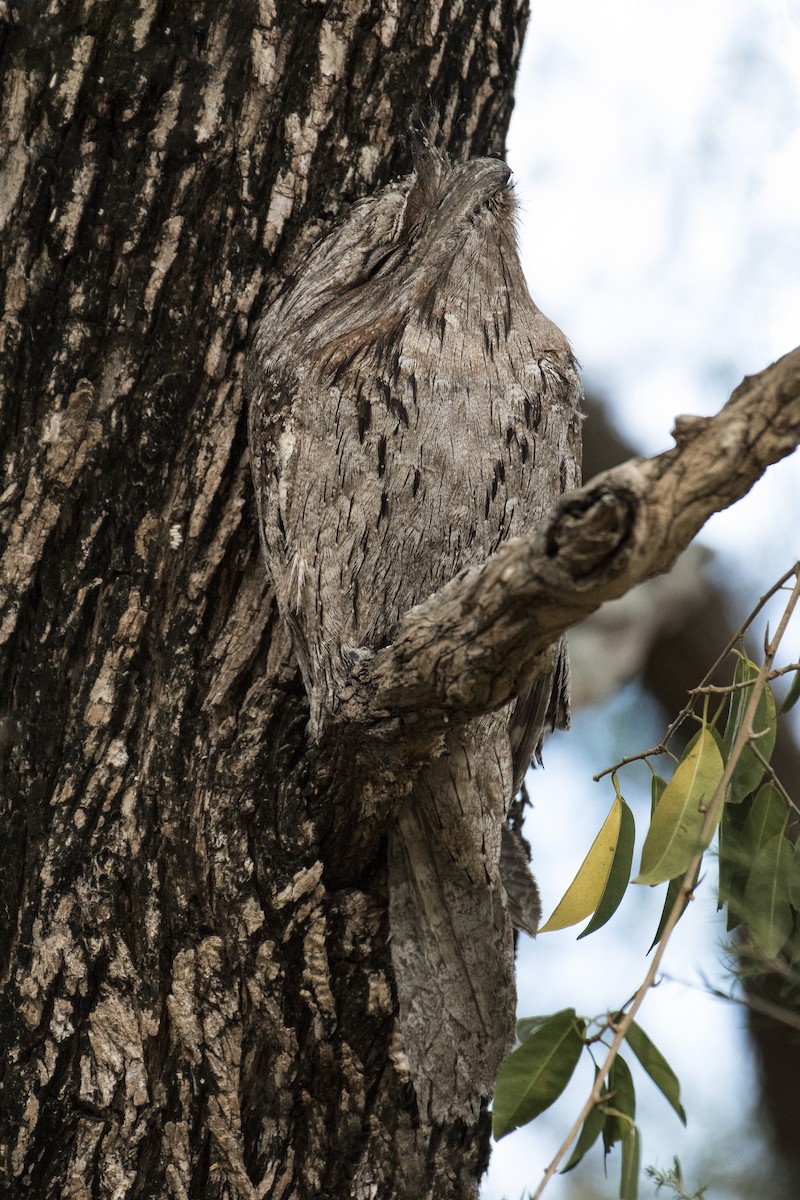 Tawny Frogmouth - Lucas Brook