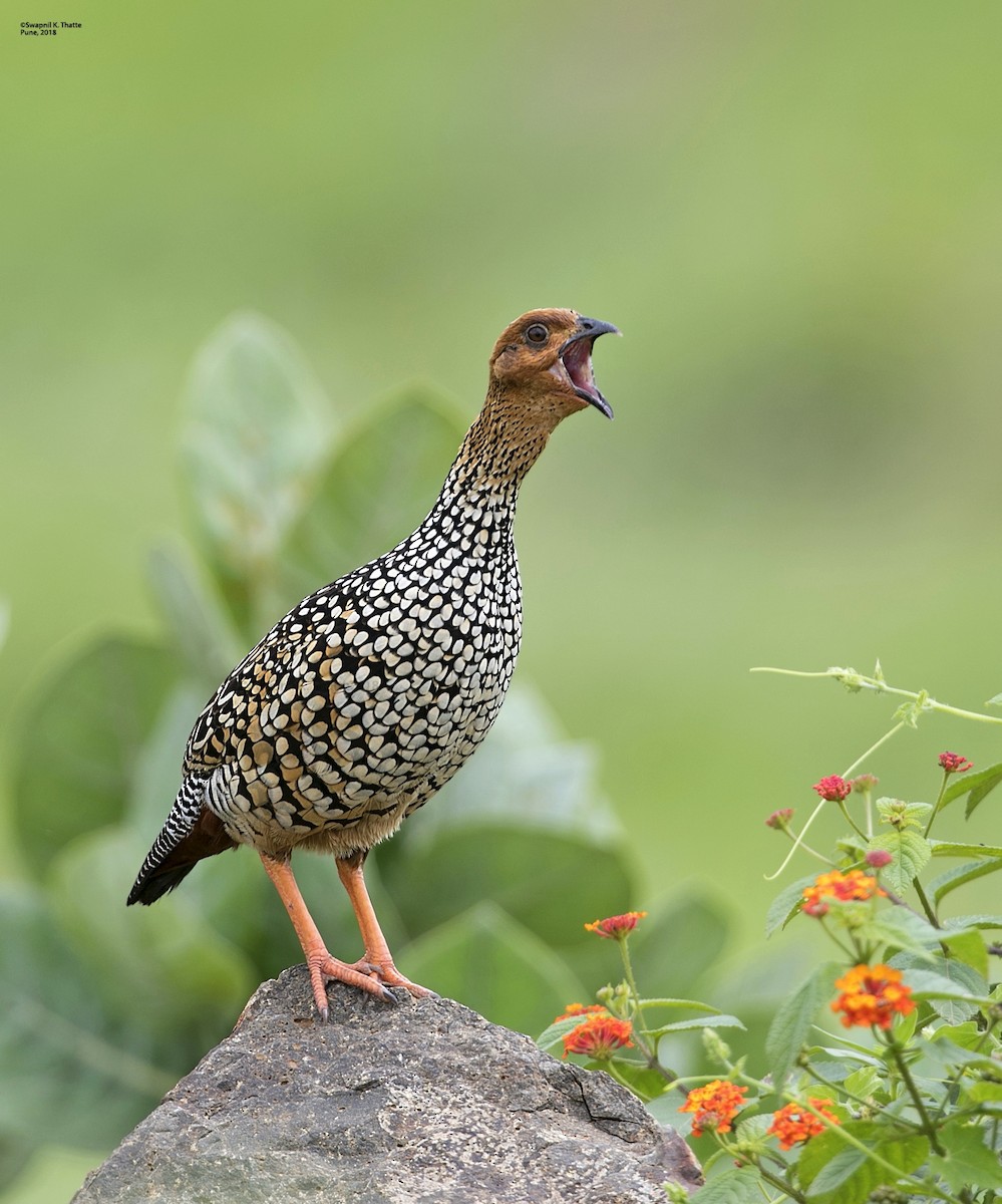 Painted Francolin - ML110003191