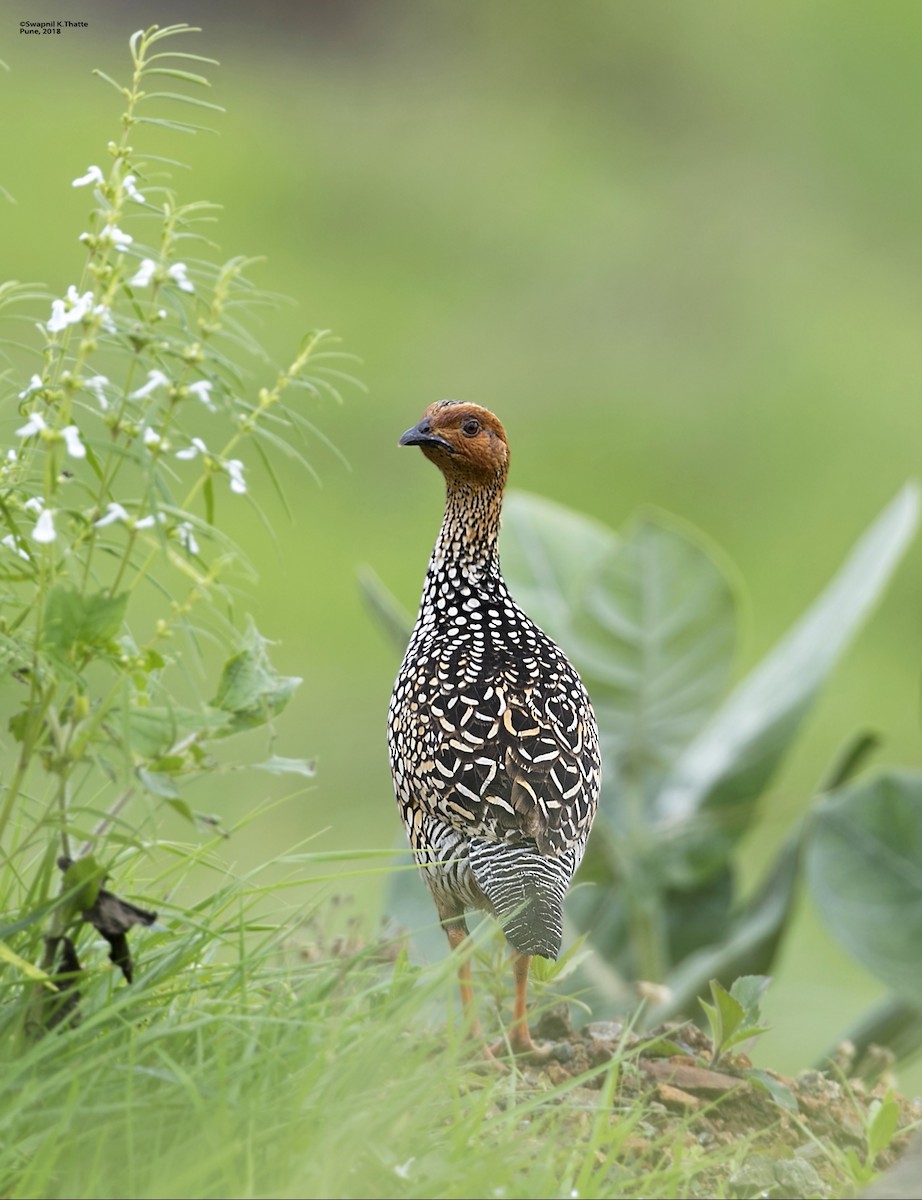 Painted Francolin - ML110003201
