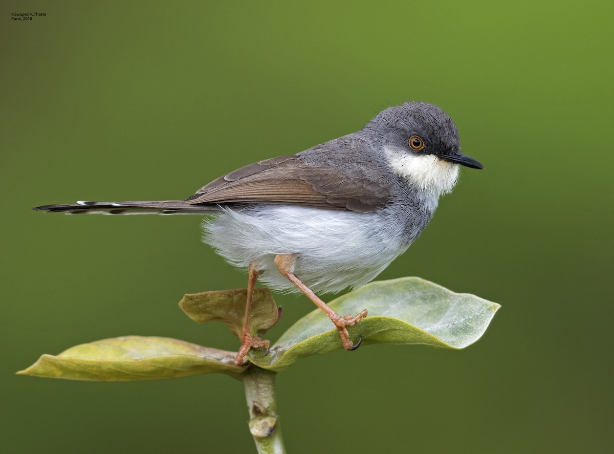 Gray-breasted Prinia - Swapnil Thatte