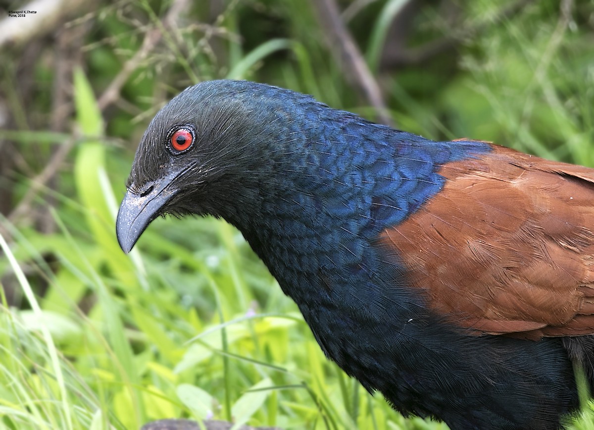 Greater Coucal - ML110003461
