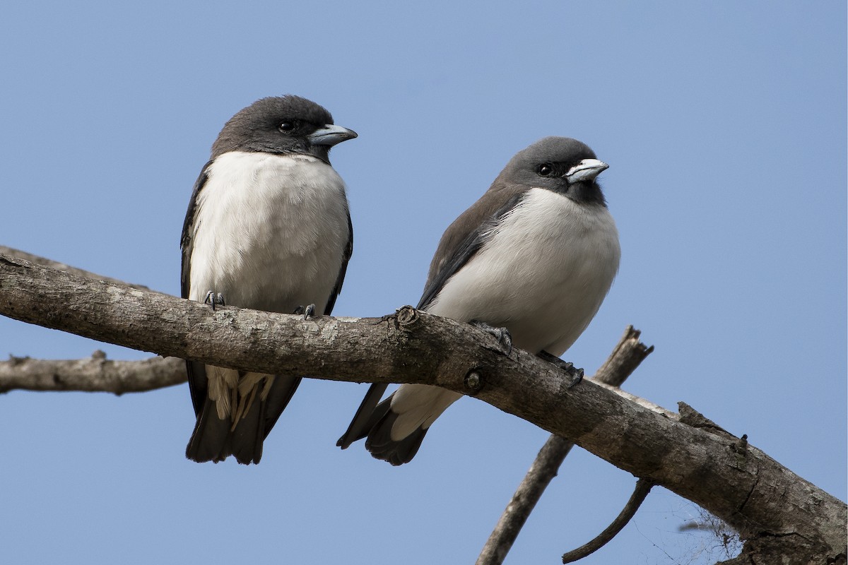 White-breasted Woodswallow - Lucas Brook