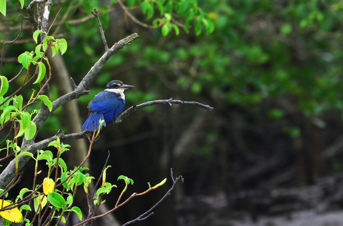 Collared Kingfisher - samarendra Chowdhury
