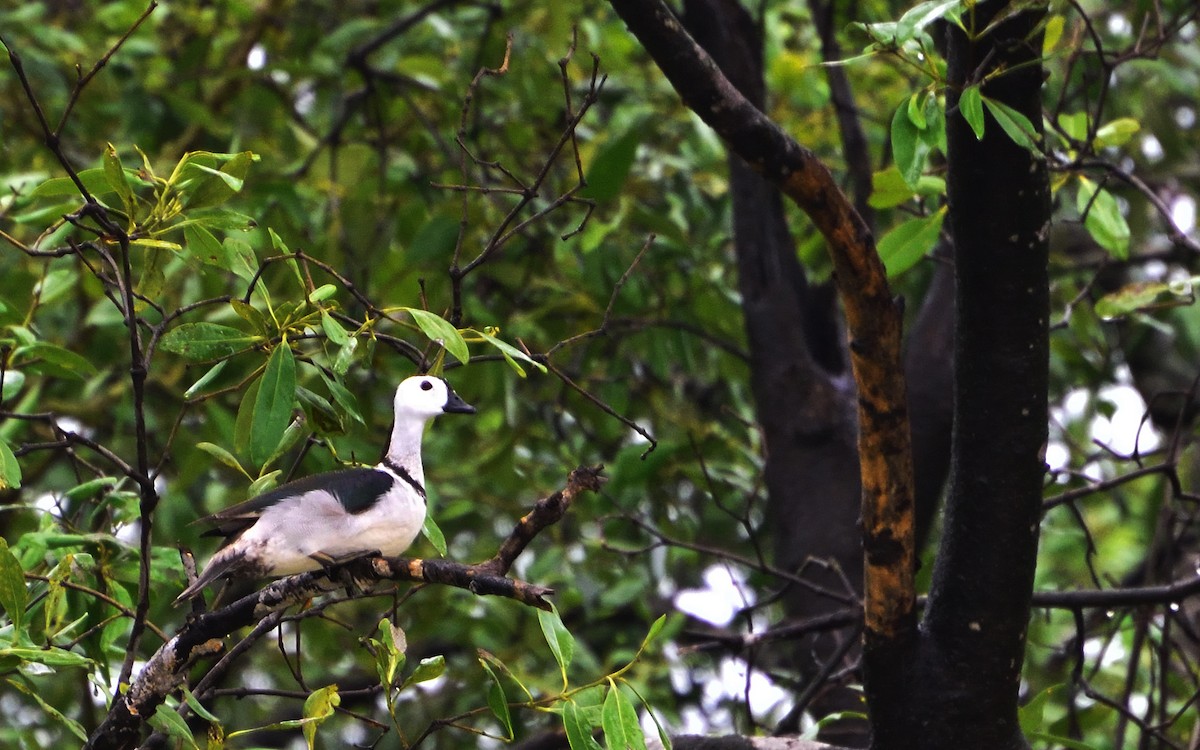 Cotton Pygmy-Goose - samarendra Chowdhury