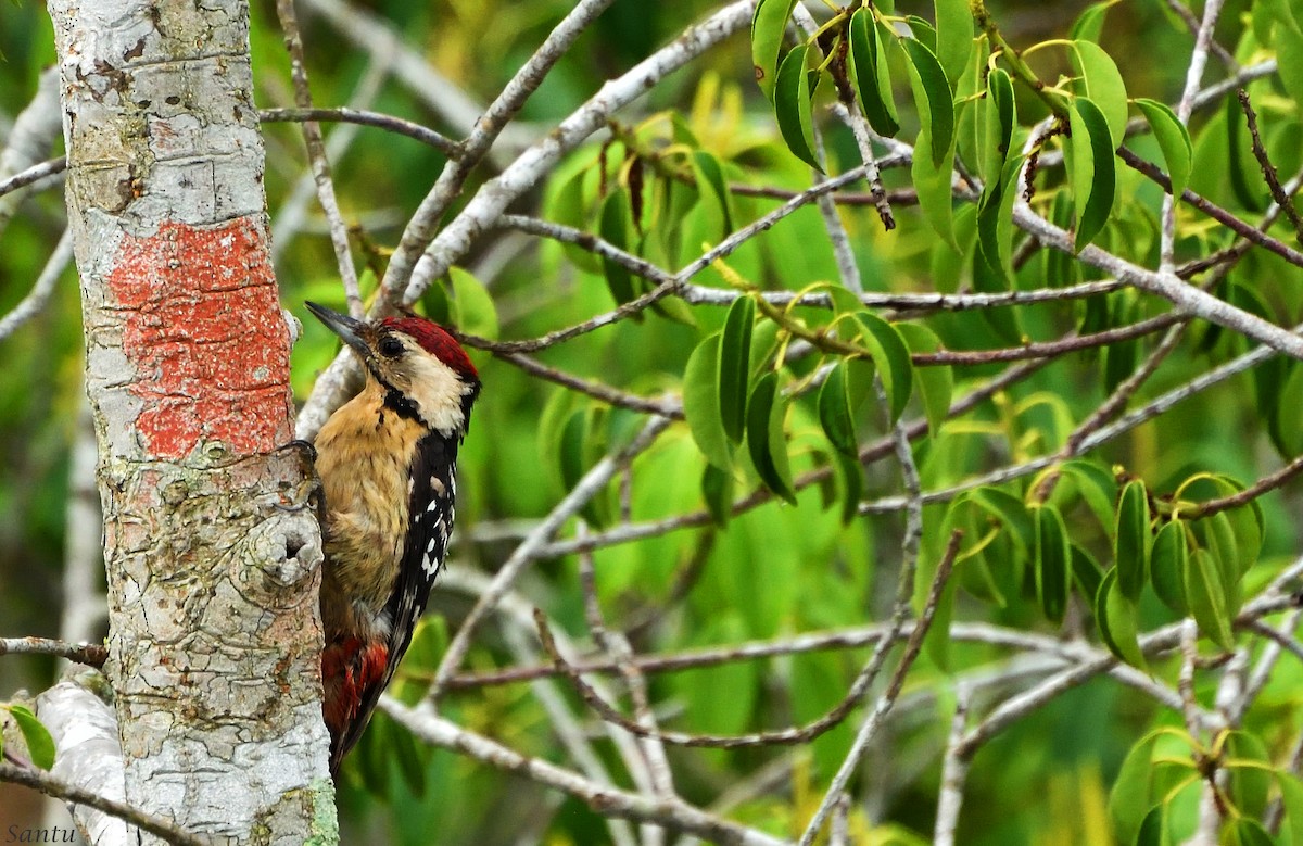 Fulvous-breasted Woodpecker - samarendra Chowdhury