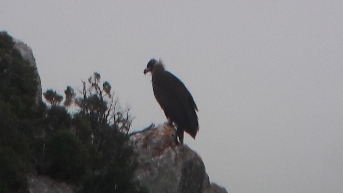 Cinereous Vulture - ML110005371