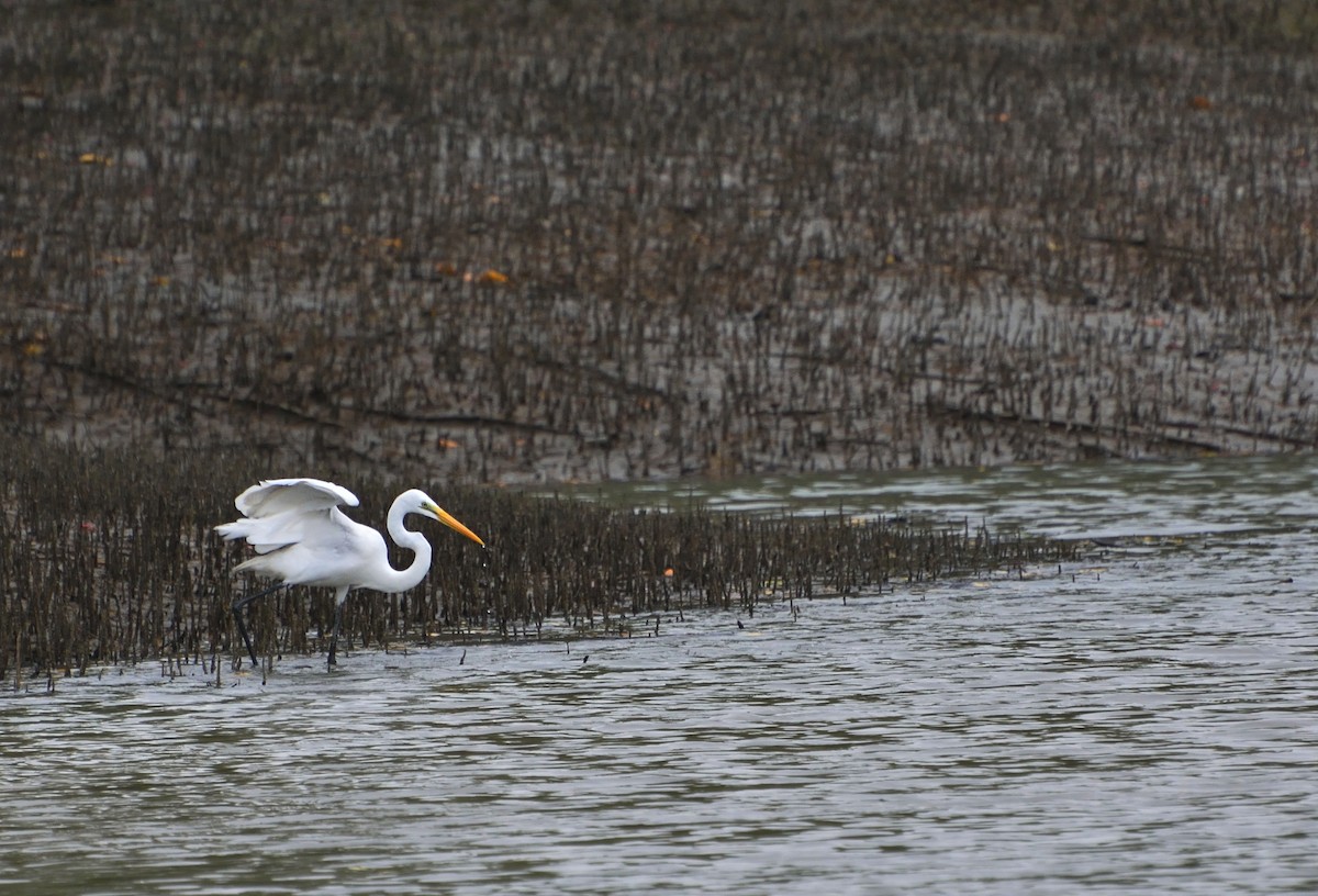 Great Egret - samarendra Chowdhury