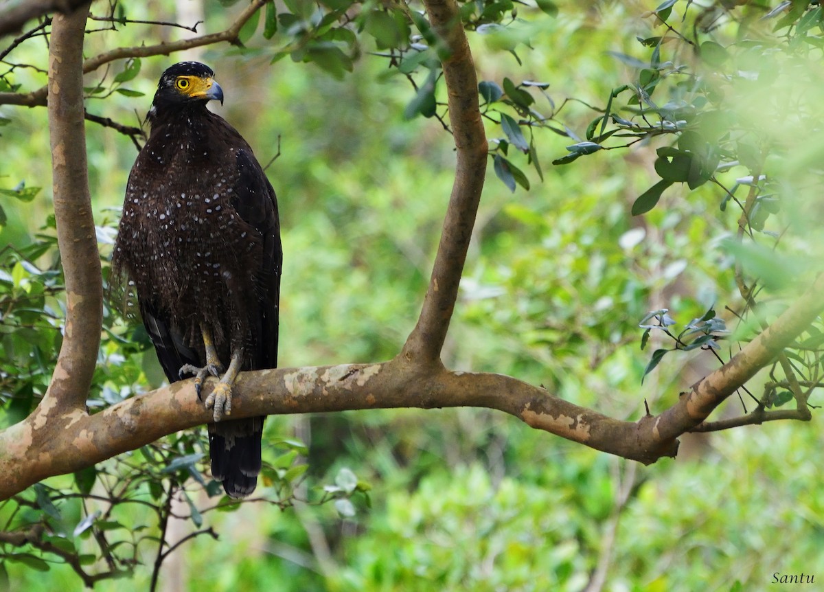 Crested Serpent-Eagle - samarendra Chowdhury