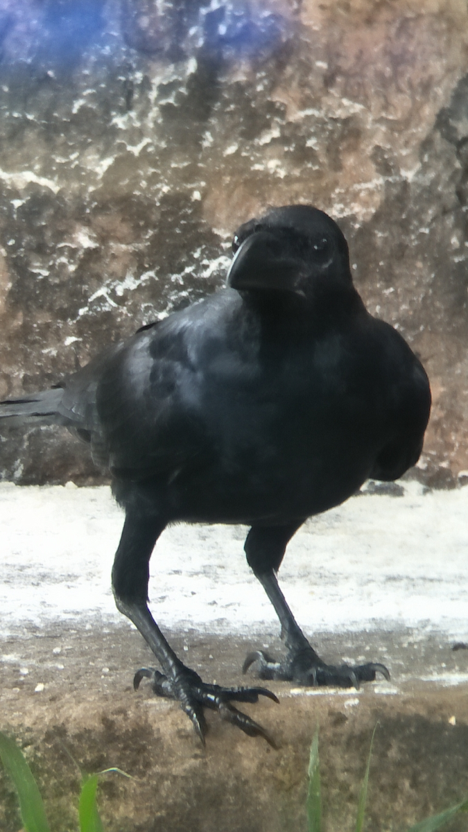 Large-billed Crow - ML110009691