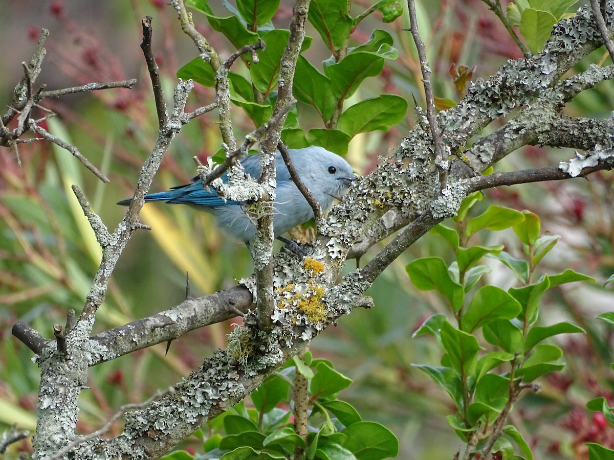 Blue-gray Tanager - ML110011571