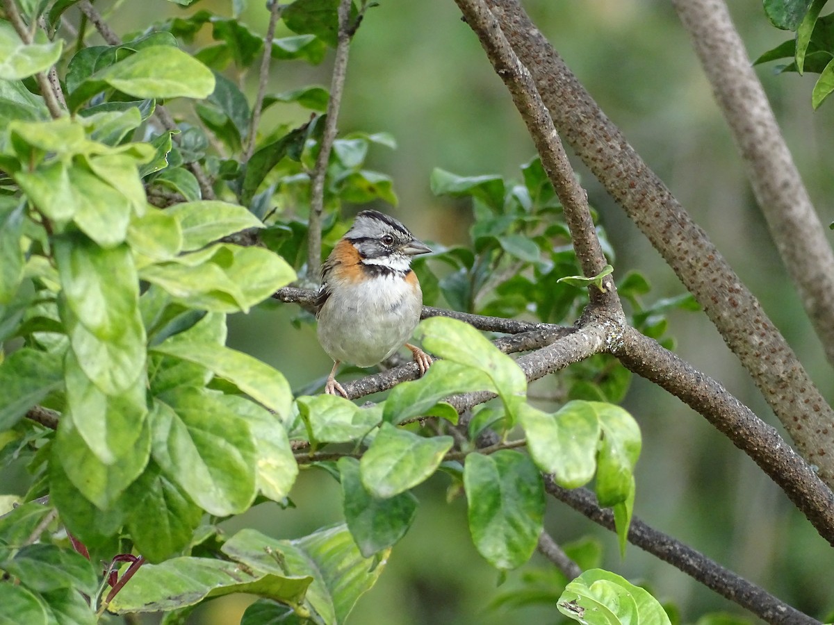 Rufous-collared Sparrow - ML110011581