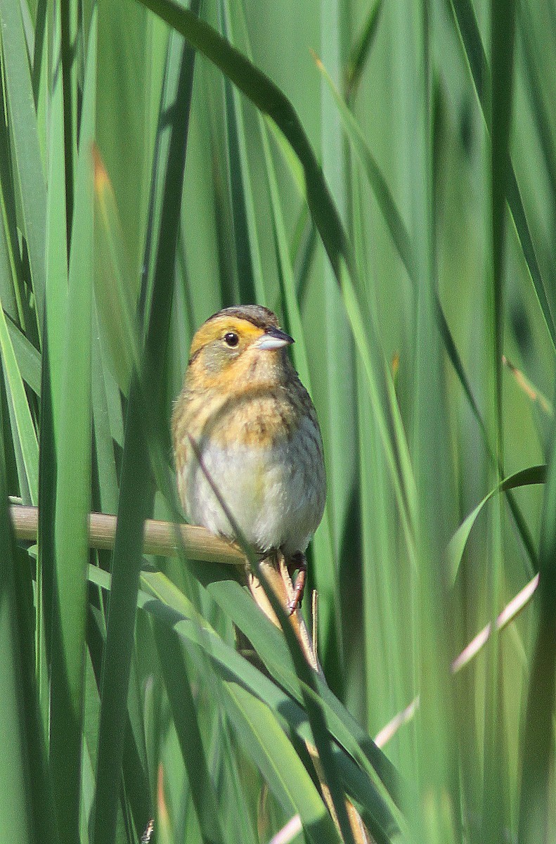Nelson's Sparrow - Guy Poisson