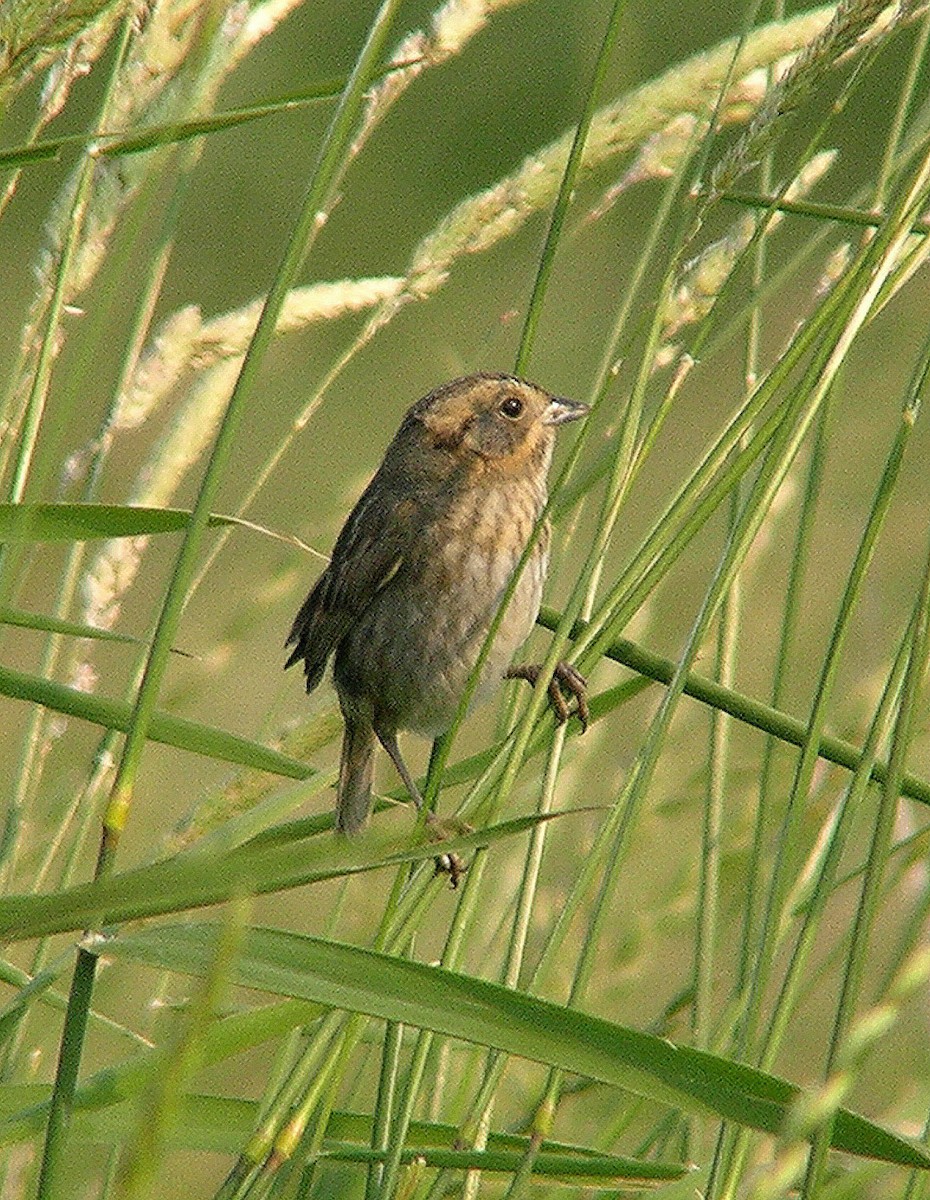 Nelson's Sparrow - Guy Poisson