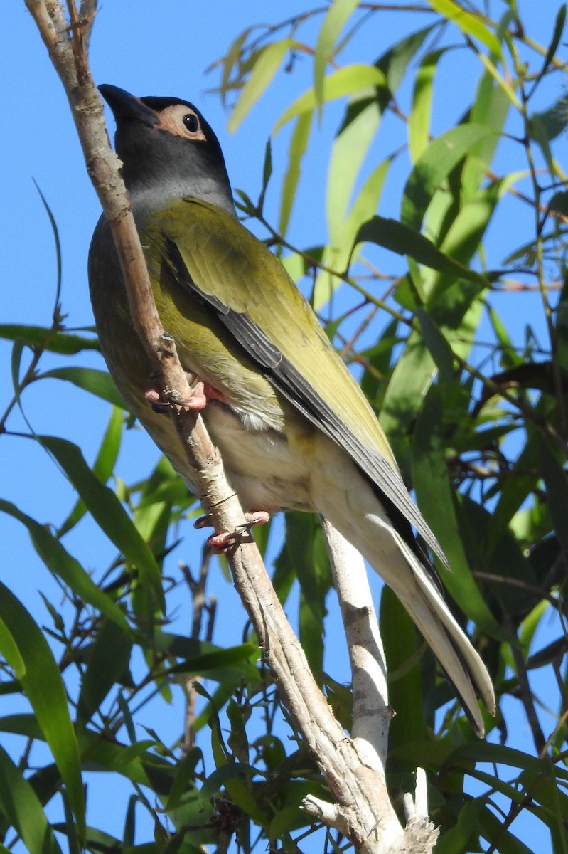 Australasian Figbird - Chris Storrie