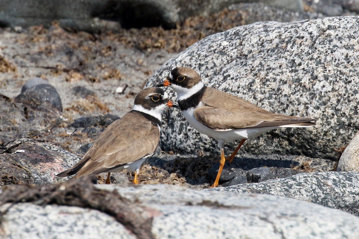 Semipalmated Plover - ML110016021