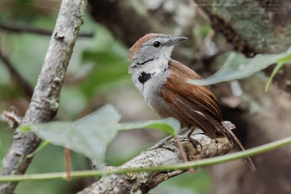 Crescent-chested Babbler - ML110017481