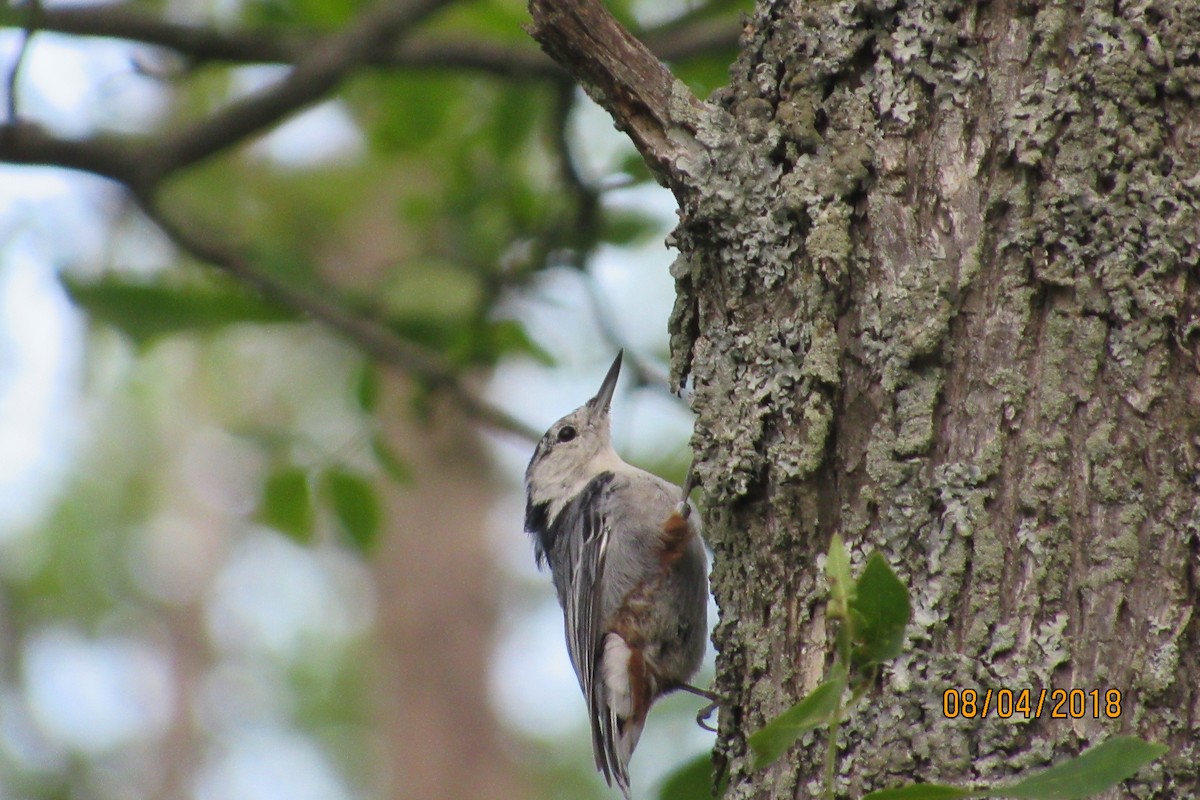 White-breasted Nuthatch - ML110017731