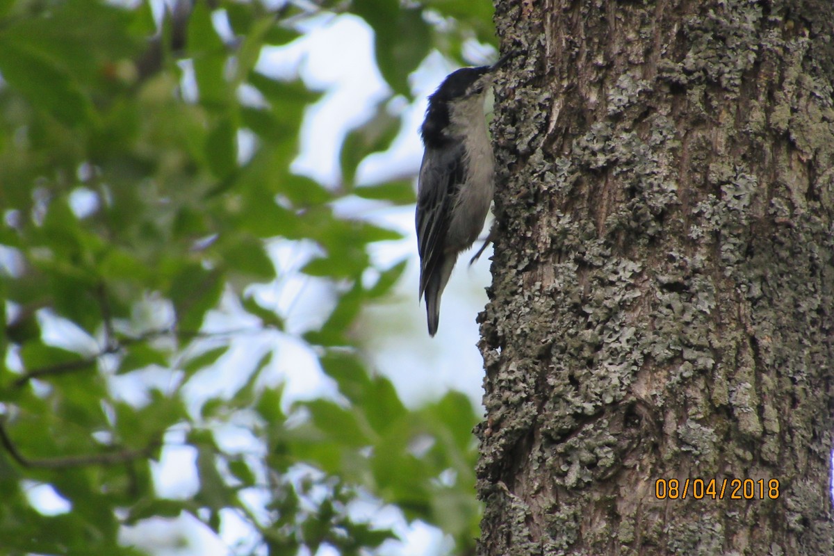 White-breasted Nuthatch - ML110017741