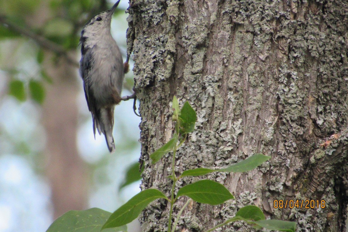 White-breasted Nuthatch - ML110017751