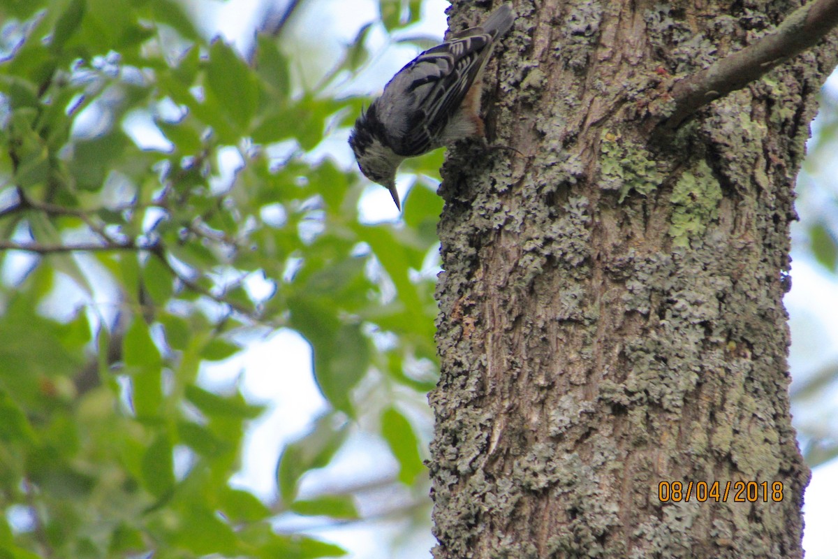 White-breasted Nuthatch - ML110017761