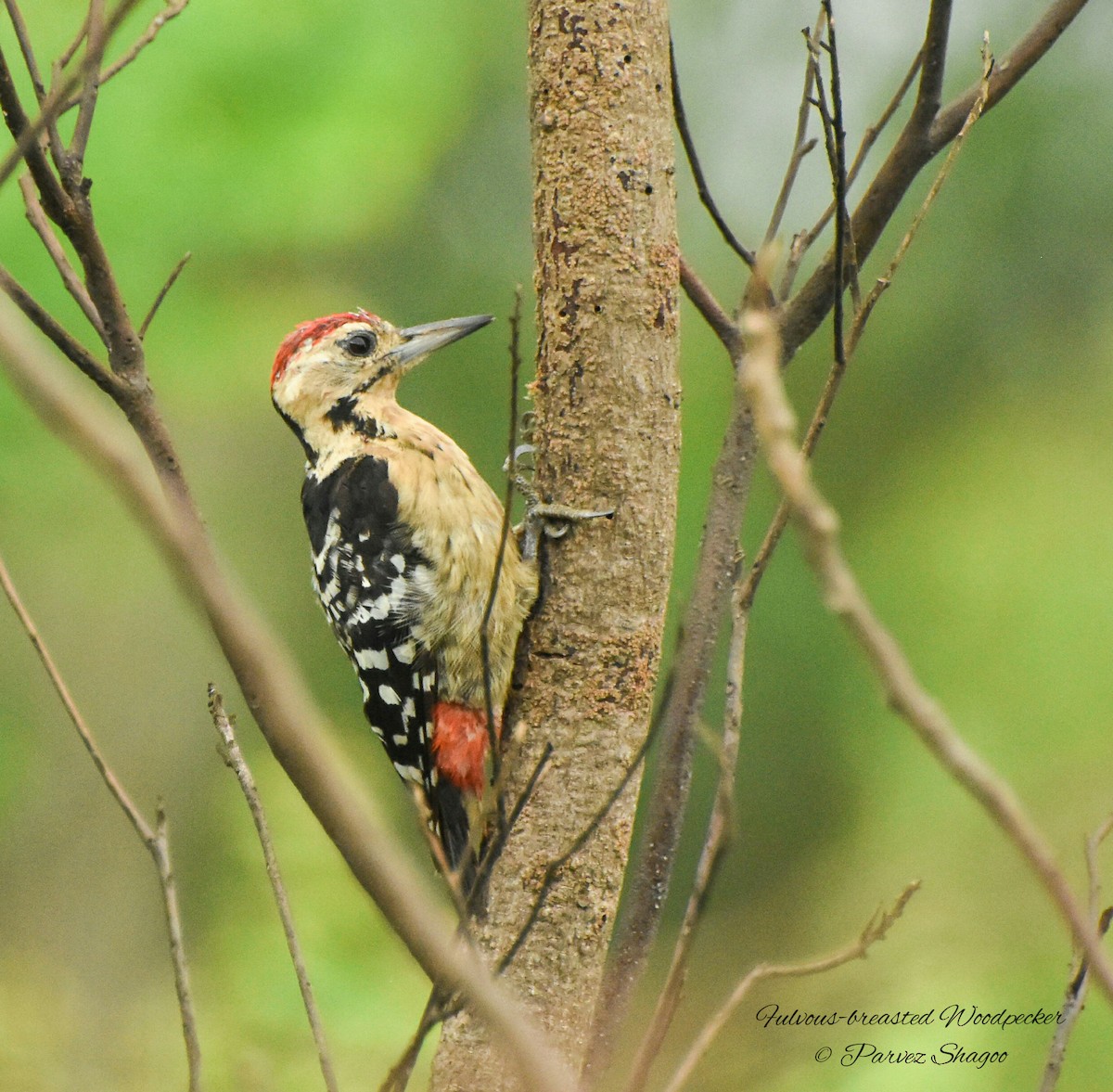 Fulvous-breasted Woodpecker - Parvez Shagoo