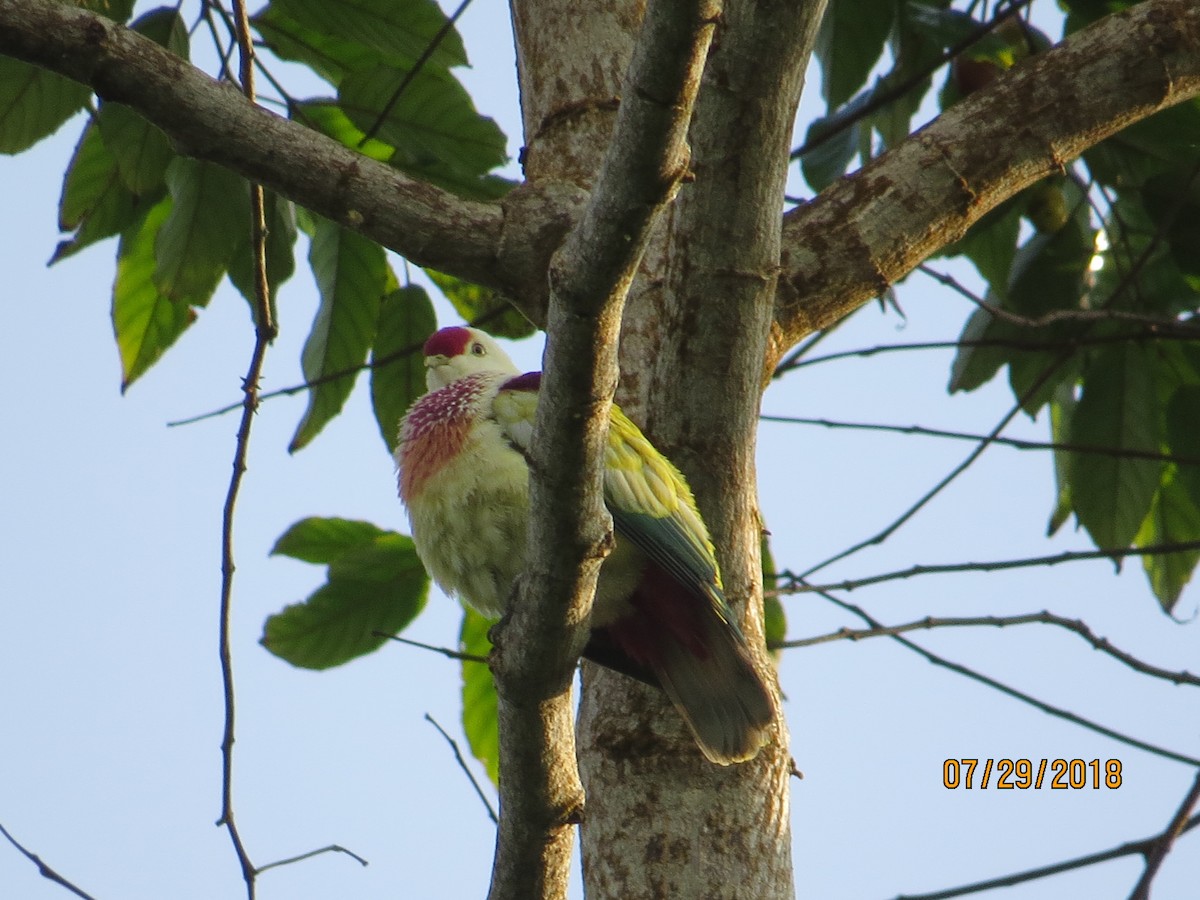 Many-colored Fruit-Dove - Mark Welford