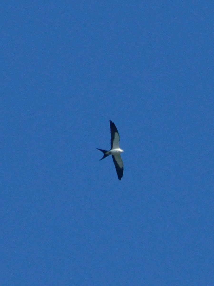 Swallow-tailed Kite - Bente Torvund