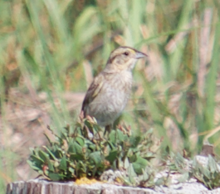 Nelson's Sparrow (Atlantic Coast) - Robert Irwin
